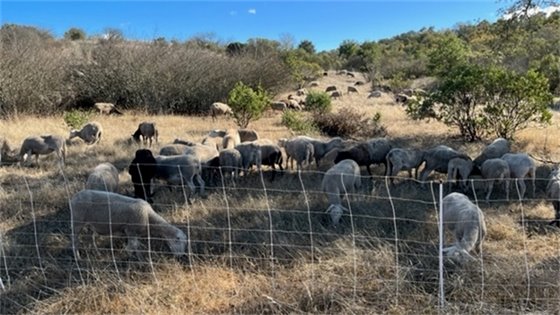 goats grazing in field