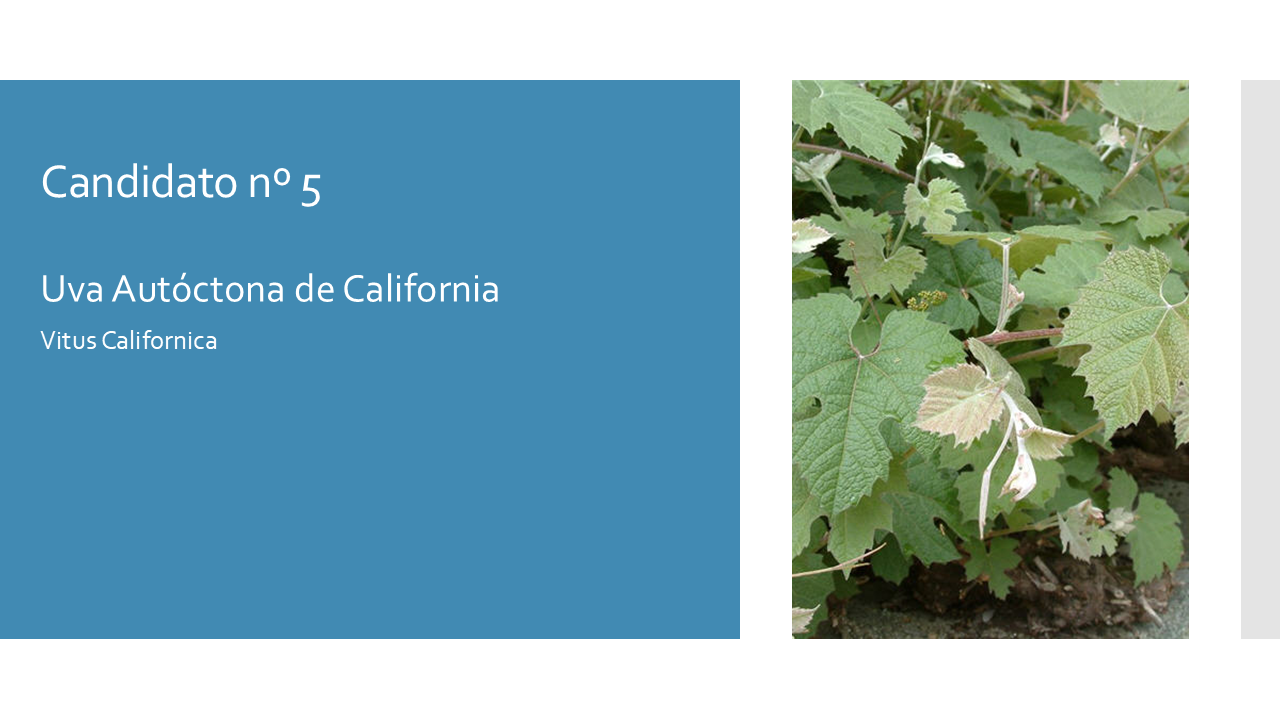 California Native Grape - Esp